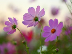 コスモス