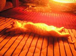 12.17ねここたつ