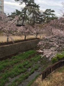夙川桜