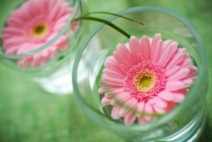 Gerbera daisys in cup