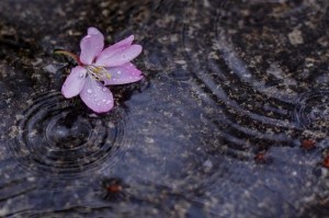 IMG_2337