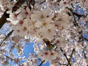 image1 - 2022-04-05T093800.625