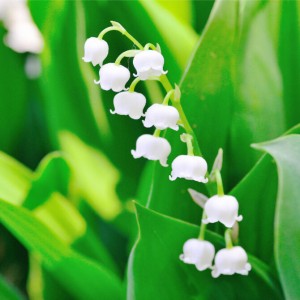 202105koyomiseii_twittercard