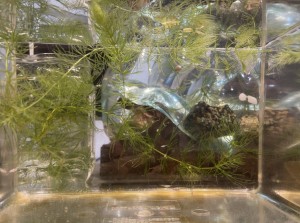 image0 - 2022-09-29T121744.091